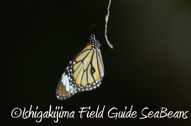 9%e6%9c%8825%e6%97%a5%e7%9f%b3%e5%9e%a3%e5%b3%b6%e3%83%8a%e3%82%a4%e3%83%88%e3%83%84%e3%82%a2%e3%83%bc19