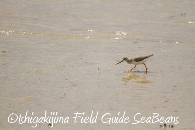 9月3日石垣島バードウオッチング＆野鳥撮影ガイド18
