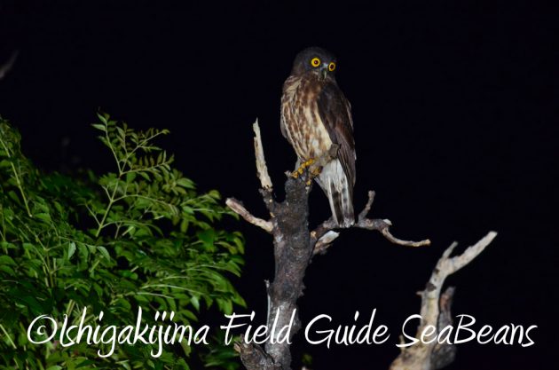 9%e6%9c%8819%e6%97%a5%e7%9f%b3%e5%9e%a3%e5%b3%b6%e3%83%8a%e3%82%a4%e3%83%88%e3%83%84%e3%82%a2%e3%83%bc20