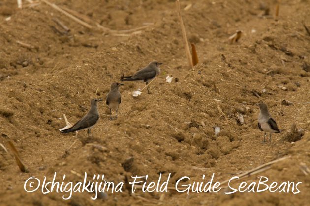 9月1日石垣島バードウオッチング&野鳥撮影ガイド17