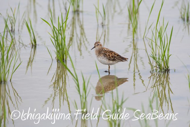 9%e6%9c%8810%e6%97%a5%e7%9f%b3%e5%9e%a3%e5%b3%b6%e3%83%90%e3%83%bc%e3%83%89%e3%82%a6%e3%82%aa%e3%83%83%e3%83%81%e3%83%b3%e3%82%b0%ef%bc%86%e9%87%8e%e9%b3%a5%e6%92%ae%e5%bd%b1%e3%82%ac%e3%82%a4