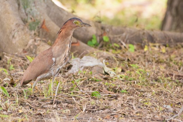 9%e6%9c%8830%e6%97%a5%e7%9f%b3%e5%9e%a3%e5%b3%b6%e3%83%90%e3%83%bc%e3%83%89%e3%82%a6%e3%82%aa%e3%83%83%e3%83%81%e3%83%b3%e3%82%b0%ef%bc%86%e9%87%8e%e9%b3%a5%e6%92%ae%e5%bd%b1%e3%82%ac%e3%82%a4