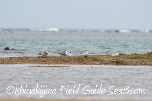 9月7日石垣島バードウオッチング&野鳥撮影ガイド13