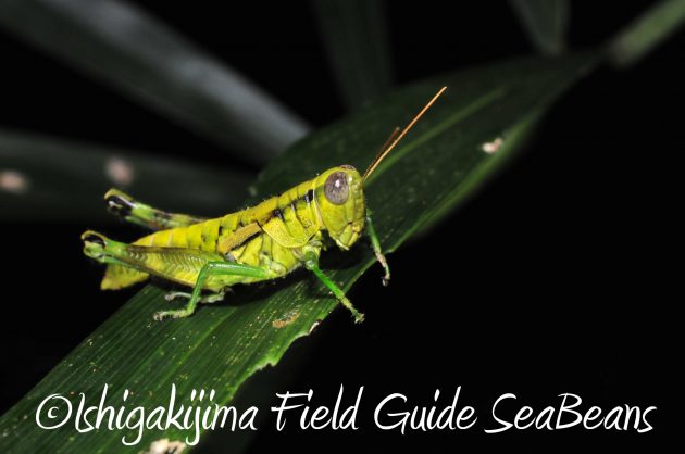 9月1日石垣島ナイトツアー4