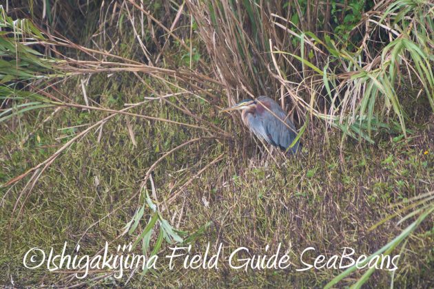 9%e6%9c%8821%e6%97%a5%e7%9f%b3%e5%9e%a3%e5%b3%b6%e3%83%90%e3%83%bc%e3%83%89%e3%82%a6%e3%82%aa%e3%83%83%e3%83%81%e3%83%b3%e3%82%b0%ef%bc%86%e9%87%8e%e9%b3%a5%e6%92%ae%e5%bd%b1%e3%82%ac%e3%82%a4