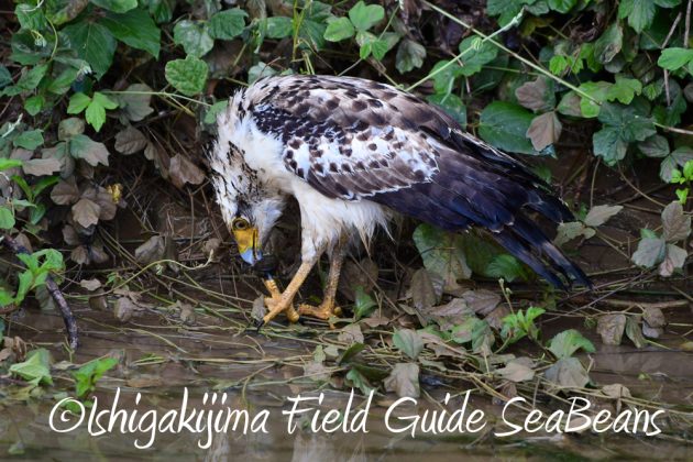 9%e6%9c%8812%e6%97%a5%e7%9f%b3%e5%9e%a3%e5%b3%b6%e3%83%90%e3%83%bc%e3%83%89%e3%82%a6%e3%82%aa%e3%83%83%e3%83%81%e3%83%b3%e3%82%b0%ef%bc%86%e9%87%8e%e9%b3%a5%e6%92%ae%e5%bd%b1%e3%82%ac%e3%82%a4