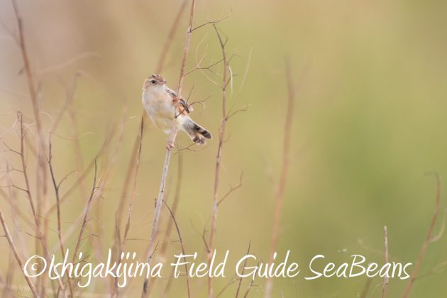 9%e6%9c%8821%e6%97%a5%e7%9f%b3%e5%9e%a3%e5%b3%b6%e3%83%90%e3%83%bc%e3%83%89%e3%82%a6%e3%82%aa%e3%83%83%e3%83%81%e3%83%b3%e3%82%b0%ef%bc%86%e9%87%8e%e9%b3%a5%e6%92%ae%e5%bd%b1%e3%82%ac%e3%82%a4