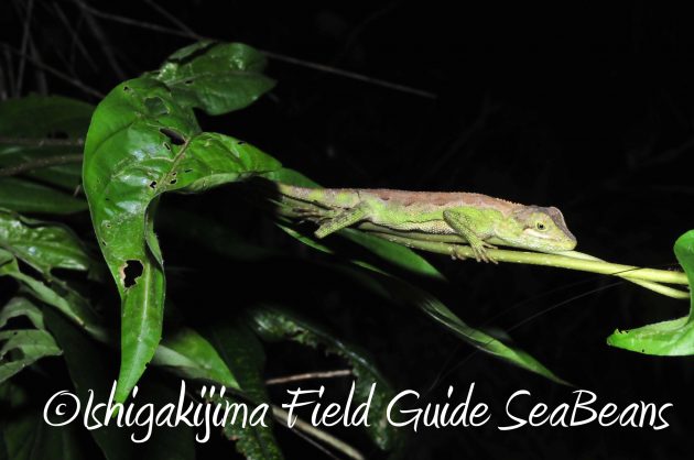9月1日石垣島ナイトツアー8