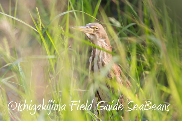 9%e6%9c%8812%e6%97%a5%e7%9f%b3%e5%9e%a3%e5%b3%b6%e3%83%90%e3%83%bc%e3%83%89%e3%82%a6%e3%82%aa%e3%83%83%e3%83%81%e3%83%b3%e3%82%b0%ef%bc%86%e9%87%8e%e9%b3%a5%e6%92%ae%e5%bd%b1%e3%82%ac%e3%82%a4