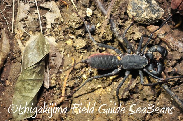 9月1日石垣島ナイトツアー10