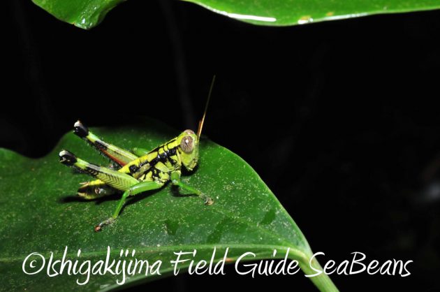 9%e6%9c%8819%e6%97%a5%e7%9f%b3%e5%9e%a3%e5%b3%b6%e3%83%8a%e3%82%a4%e3%83%88%e3%83%84%e3%82%a2%e3%83%bc14