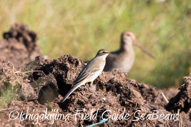 9%e6%9c%8812%e6%97%a5%e7%9f%b3%e5%9e%a3%e5%b3%b6%e3%83%90%e3%83%bc%e3%83%89%e3%82%a6%e3%82%aa%e3%83%83%e3%83%81%e3%83%b3%e3%82%b0%ef%bc%86%e9%87%8e%e9%b3%a5%e6%92%ae%e5%bd%b1%e3%82%ac%e3%82%a4