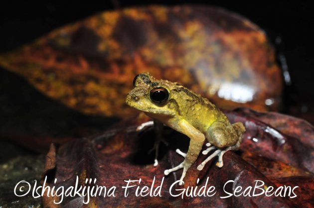 9%e6%9c%88%ef%bc%91%ef%bc%91%e6%97%a5%e7%9f%b3%e5%9e%a3%e5%b3%b6%e3%83%8a%e3%82%a4%e3%83%88%e3%83%84%e3%82%a2%e3%83%bc4