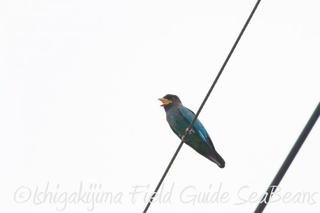 9%e6%9c%8816%e6%97%a5%e7%9f%b3%e5%9e%a3%e5%b3%b6%e3%81%ae%e9%87%8e%e9%b3%a5%e3%81%9f%e3%81%a111