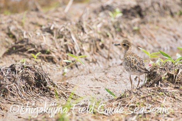 9%e6%9c%8825%e6%97%a5%e7%9f%b3%e5%9e%a3%e5%b3%b6%e3%83%90%e3%83%bc%e3%83%89%e3%82%a6%e3%82%aa%e3%83%83%e3%83%81%e3%83%b3%e3%82%b0%ef%bc%86%e9%87%8e%e9%b3%a5%e8%a6%b3%e5%af%9f%e3%82%ac%e3%82%a4