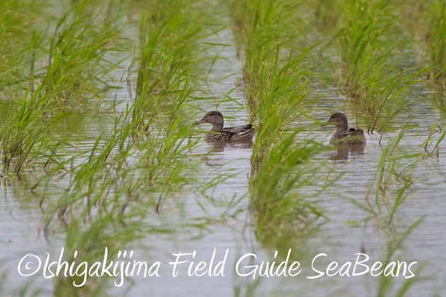 9%e6%9c%8821%e6%97%a5%e7%9f%b3%e5%9e%a3%e5%b3%b6%e3%83%90%e3%83%bc%e3%83%89%e3%82%a6%e3%82%aa%e3%83%83%e3%83%81%e3%83%b3%e3%82%b0%ef%bc%86%e9%87%8e%e9%b3%a5%e6%92%ae%e5%bd%b1%e3%82%ac%e3%82%a4