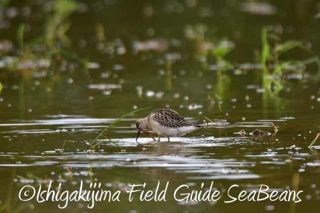 9%e6%9c%8815%e6%97%a5%e7%9f%b3%e5%9e%a3%e5%b3%b6%e9%b3%a5%e7%8d%a3%e4%bf%9d%e8%ad%b7%e5%8c%ba%e5%9f%9f%e5%b7%a1%e5%9b%9e%e8%aa%bf%e6%9f%bb5