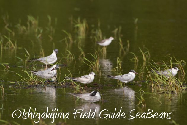 9%e6%9c%8828%e6%97%a5%e7%9f%b3%e5%9e%a3%e5%b3%b6%e3%83%90%e3%83%bc%e3%83%89%e3%82%a6%e3%82%aa%e3%83%83%e3%83%81%e3%83%b3%e3%82%b0%ef%bc%86%e9%87%8e%e9%b3%a5%e8%a6%b3%e5%af%9f%e3%82%ac%e3%82%a4