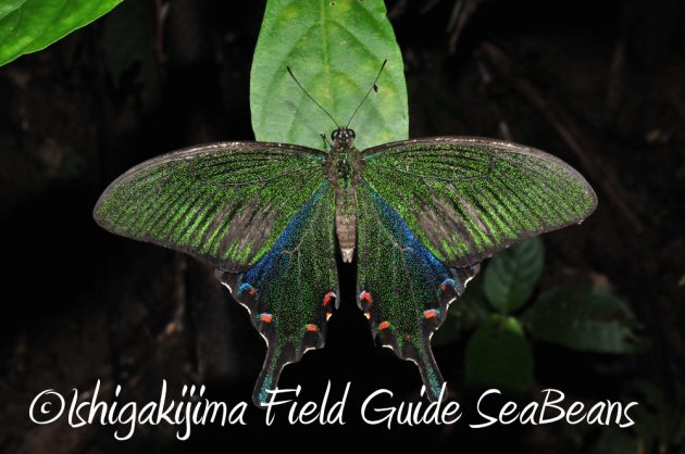 9%e6%9c%8812%e6%97%a5%e7%9f%b3%e5%9e%a3%e5%b3%b6%e3%83%8a%e3%82%a4%e3%83%88%e3%83%84%e3%82%a2%e3%83%bc8