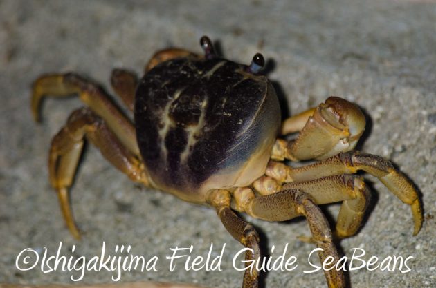 9%e6%9c%8812%e6%97%a5%e7%9f%b3%e5%9e%a3%e5%b3%b6%e3%83%8a%e3%82%a4%e3%83%88%e3%83%84%e3%82%a2%e3%83%bc15