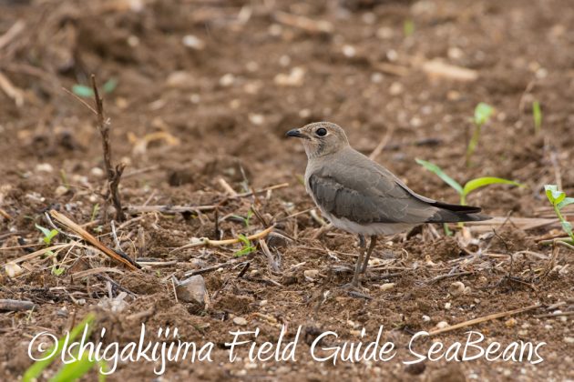 9%e6%9c%8810%e6%97%a5%e7%9f%b3%e5%9e%a3%e5%b3%b6%e3%83%90%e3%83%bc%e3%83%89%e3%82%a6%e3%82%aa%e3%83%83%e3%83%81%e3%83%b3%e3%82%b0%ef%bc%86%e9%87%8e%e9%b3%a5%e6%92%ae%e5%bd%b1%e3%82%ac%e3%82%a4