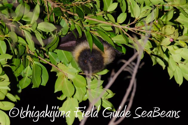 9月1日石垣島ナイトツアー14