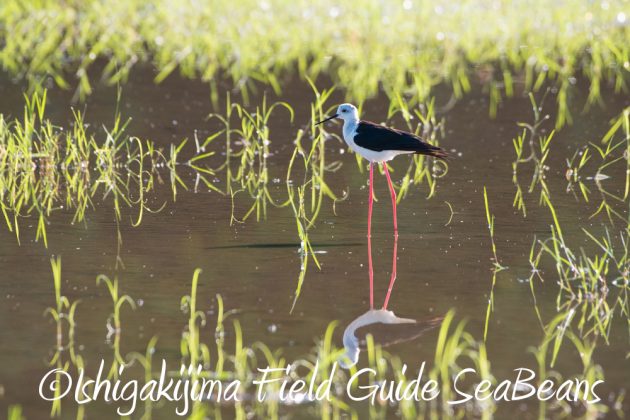 9%e6%9c%8812%e6%97%a5%e7%9f%b3%e5%9e%a3%e5%b3%b6%e3%83%90%e3%83%bc%e3%83%89%e3%82%a6%e3%82%aa%e3%83%83%e3%83%81%e3%83%b3%e3%82%b0%ef%bc%86%e9%87%8e%e9%b3%a5%e6%92%ae%e5%bd%b1%e3%82%ac%e3%82%a4