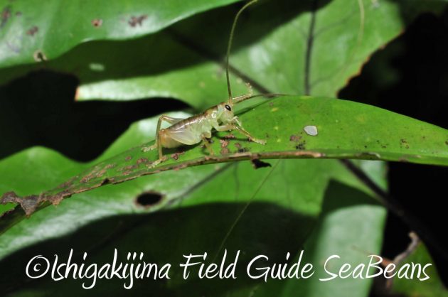 9%e6%9c%88%ef%bc%91%ef%bc%91%e6%97%a5%e7%9f%b3%e5%9e%a3%e5%b3%b6%e3%83%8a%e3%82%a4%e3%83%88%e3%83%84%e3%82%a2%e3%83%bc8