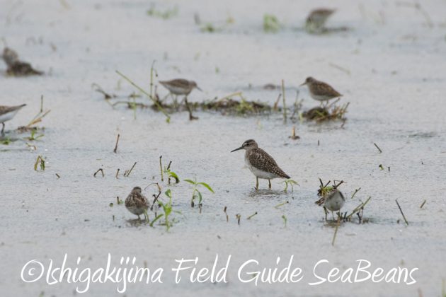 9月6日石垣島バードウオッチング&野鳥撮影ガイド2