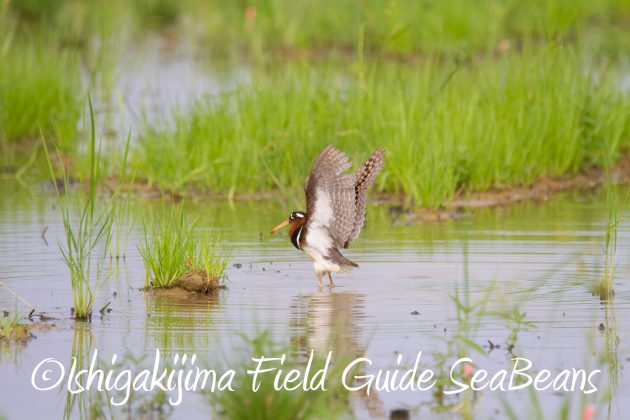 9月1日石垣島バードウオッチング&野鳥撮影ガイド10