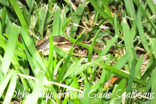 9%e6%9c%8822%e6%97%a5%e7%9f%b3%e5%9e%a3%e5%b3%b6%e3%83%8a%e3%82%a4%e3%83%88%e3%83%84%e3%82%a2%e3%83%bc8