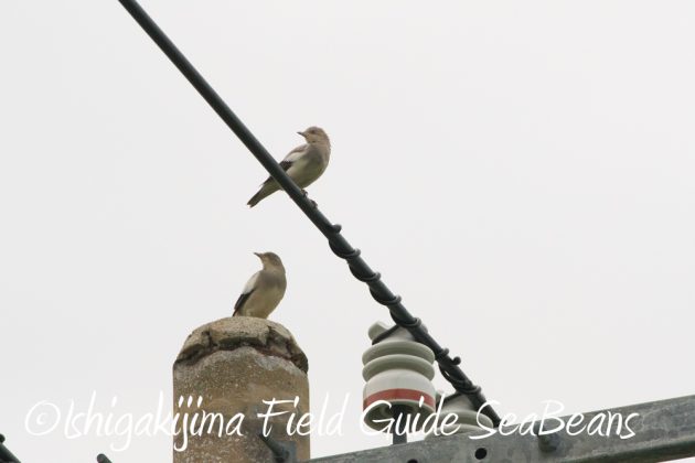 9%e6%9c%8819%e6%97%a5%e7%9f%b3%e5%9e%a3%e5%b3%b6%e3%83%90%e3%83%bc%e3%83%89%e3%82%a6%e3%82%aa%e3%83%83%e3%83%81%e3%83%b3%e3%82%b0%ef%bc%86%e9%87%8e%e9%b3%a5%e6%92%ae%e5%bd%b1%e3%82%ac%e3%82%a4