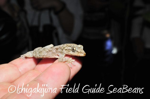 9%e6%9c%8819%e6%97%a5%e7%9f%b3%e5%9e%a3%e5%b3%b6%e3%83%8a%e3%82%a4%e3%83%88%e3%83%84%e3%82%a2%e3%83%bc3