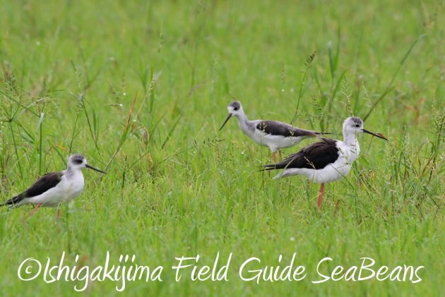 9月6日石垣島バードウオッチング&野鳥撮影ガイド7