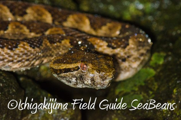 9%e6%9c%8810%e6%97%a5%e7%9f%b3%e5%9e%a3%e5%b3%b6%e3%83%8a%e3%82%a4%e3%83%88%e3%83%84%e3%82%a2%e3%83%bc15