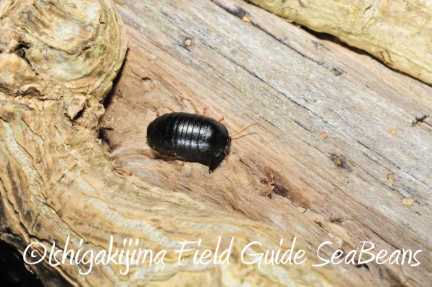 9%e6%9c%8825%e6%97%a5%e7%9f%b3%e5%9e%a3%e5%b3%b6%e3%83%8a%e3%82%a4%e3%83%88%e3%83%84%e3%82%a2%e3%83%bc4