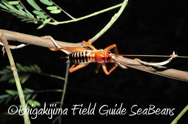 9%e6%9c%8825%e6%97%a5%e7%9f%b3%e5%9e%a3%e5%b3%b6%e3%83%8a%e3%82%a4%e3%83%88%e3%83%84%e3%82%a2%e3%83%bc3