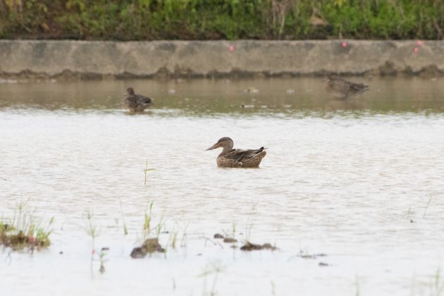 9%e6%9c%8822%e6%97%a5%e7%9f%b3%e5%9e%a3%e5%b3%b6%e3%83%90%e3%83%bc%e3%83%89%e3%82%a6%e3%82%aa%e3%83%83%e3%83%81%e3%83%b3%e3%82%b0%ef%bc%86%e9%87%8e%e9%b3%a5%e6%92%ae%e5%bd%b1%e3%82%ac%e3%82%a4