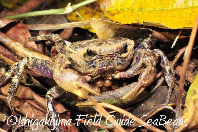 9%e6%9c%8822%e6%97%a5%e7%9f%b3%e5%9e%a3%e5%b3%b6%e3%83%8a%e3%82%a4%e3%83%88%e3%83%84%e3%82%a2%e3%83%bc12