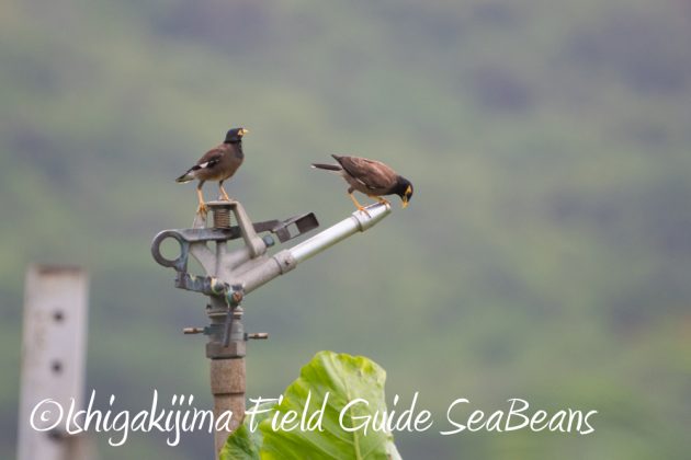 9%e6%9c%8813%e6%97%a5%e7%9f%b3%e5%9e%a3%e5%b3%b6%e3%83%90%e3%83%bc%e3%83%89%e3%82%a6%e3%82%aa%e3%83%83%e3%83%81%e3%83%b3%e3%82%b0%ef%bc%86%e9%87%8e%e9%b3%a5%e6%92%ae%e5%bd%b1%e3%82%ac%e3%82%a4