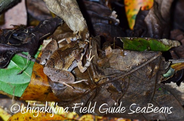 9%e6%9c%8822%e6%97%a5%e7%9f%b3%e5%9e%a3%e5%b3%b6%e3%83%8a%e3%82%a4%e3%83%88%e3%83%84%e3%82%a2%e3%83%bc18