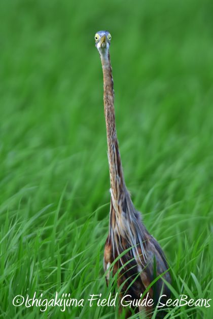 9月4日石垣島バードウオッチング&野鳥撮影ガイド9