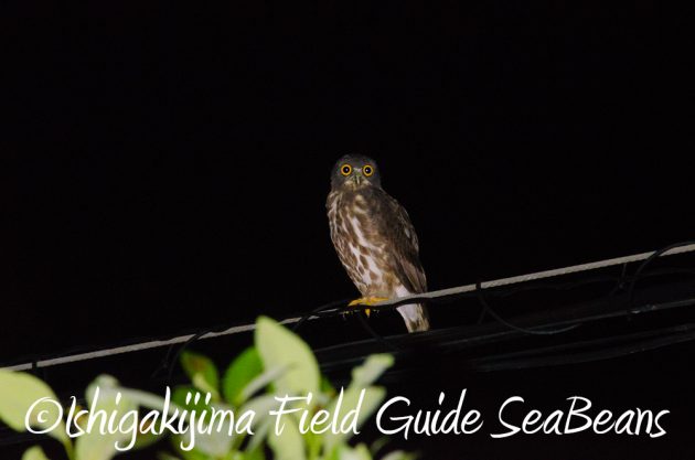 9%e6%9c%8810%e6%97%a5%e7%9f%b3%e5%9e%a3%e5%b3%b6%e3%83%8a%e3%82%a4%e3%83%88%e3%83%84%e3%82%a2%e3%83%bc16