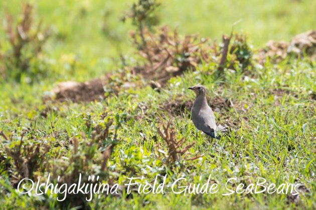 9%e6%9c%8823%e6%97%a5%e7%9f%b3%e5%9e%a3%e5%b3%b6%e3%83%90%e3%83%bc%e3%83%89%e3%82%a6%e3%82%aa%e3%83%83%e3%83%81%e3%83%b3%e3%82%b0%ef%bc%86%e9%87%8e%e9%b3%a5%e6%92%ae%e5%bd%b1%e3%82%ac%e3%82%a4