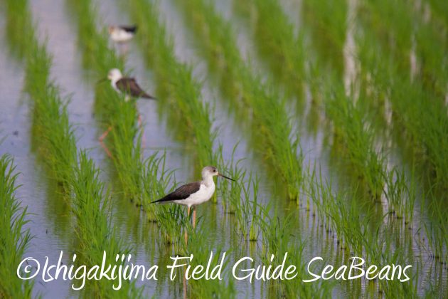 9月3日石垣島バードウオッチング＆野鳥撮影ガイド8