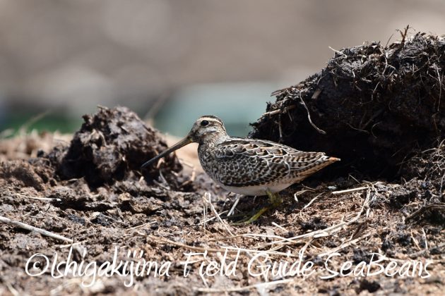 9%e6%9c%8825%e6%97%a5%e7%9f%b3%e5%9e%a3%e5%b3%b6%e3%83%90%e3%83%bc%e3%83%89%e3%82%a6%e3%82%aa%e3%83%83%e3%83%81%e3%83%b3%e3%82%b0%ef%bc%86%e9%87%8e%e9%b3%a5%e8%a6%b3%e5%af%9f%e3%82%ac%e3%82%a4