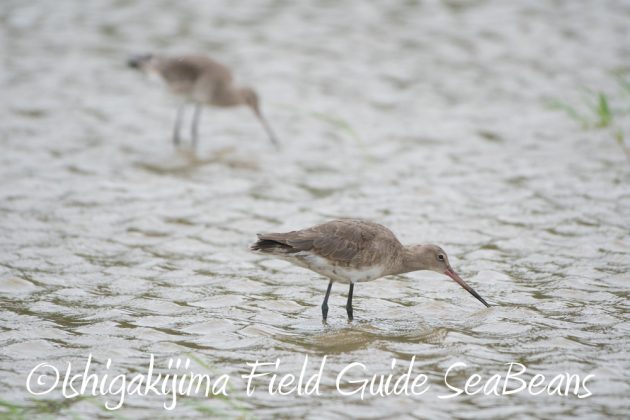 9%e6%9c%8817%e6%97%a5%e5%8f%b0%e9%a2%a816%e5%8f%b7%e9%80%9a%e9%81%8e%e5%be%8c%e3%81%ae%e7%9f%b3%e5%9e%a3%e5%b3%b6%e3%81%ae%e9%87%8e%e9%b3%a5%e9%81%943