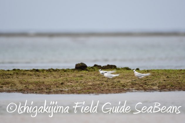 9%e6%9c%8819%e6%97%a5%e7%9f%b3%e5%9e%a3%e5%b3%b6%e3%83%90%e3%83%bc%e3%83%89%e3%82%a6%e3%82%aa%e3%83%83%e3%83%81%e3%83%b3%e3%82%b0%ef%bc%86%e9%87%8e%e9%b3%a5%e6%92%ae%e5%bd%b1%e3%82%ac%e3%82%a4