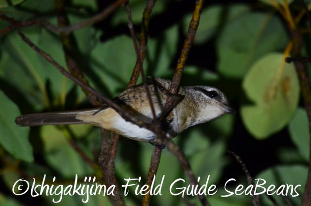 9%e6%9c%8812%e6%97%a5%e7%9f%b3%e5%9e%a3%e5%b3%b6%e3%83%8a%e3%82%a4%e3%83%88%e3%83%84%e3%82%a2%e3%83%bc2