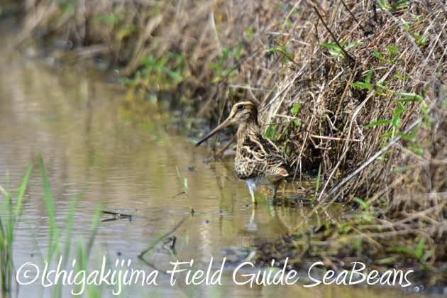 9月4日石垣島バードウオッチング&野鳥撮影ガイド16